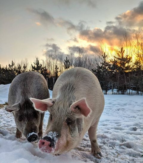 2 cochons dans la neige