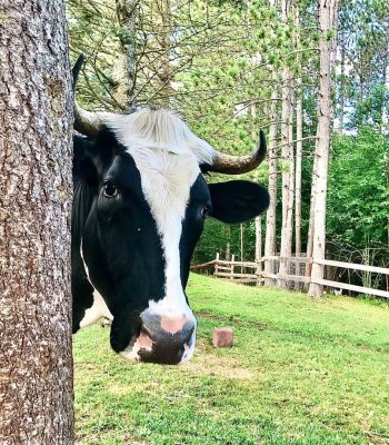 calvin la vache derrière un arbre (Large)